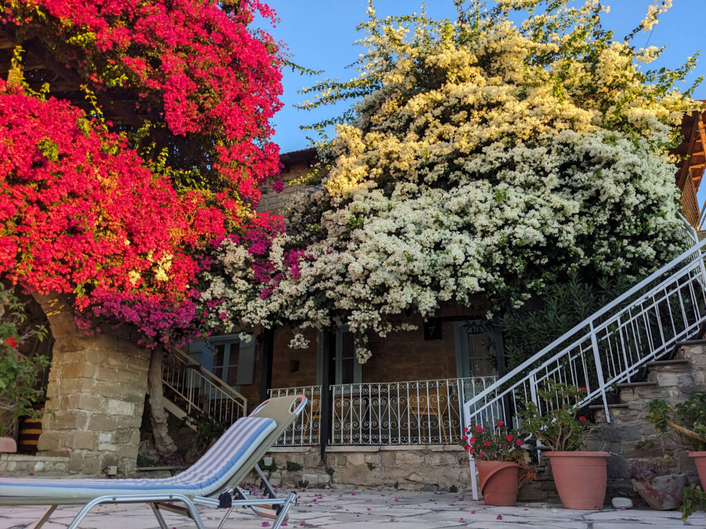 Terrasse mit üppig blühenden Bougainvillea